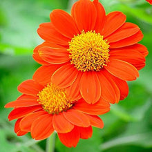 Sunflower Mexican Variety Pollinator-Friendly Seeds for growers seeking a long-blooming display
