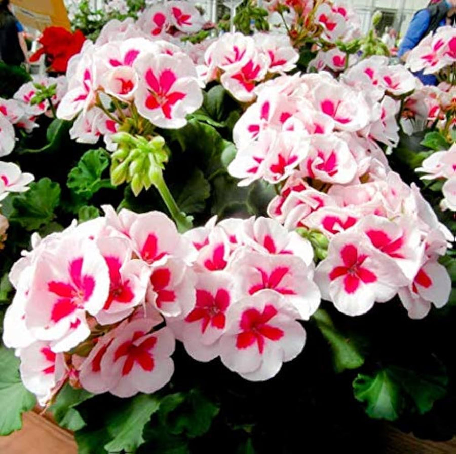 Japanese Geranium Geranium thunbergii flower seeds for planting in home garden and patio containers - for planting in home garden