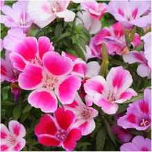 Hollyhock Rosenmalve Mix Alcea Rosea Seeds for a lasting display in the Cottage Backyard Borders