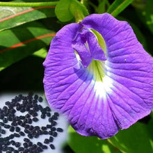 Lavender Campanula Punctata Seeds for a fragrant addition to the herb patch