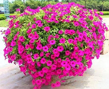 Heirloom Pink Garden Petunia Hybrida Annual Seeds prized for long-Blooming Flowers