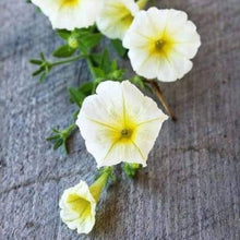 Petunia Lemon Slice Superbells Calibrachoa Light Yellow Plant - for planting in home garden