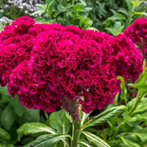 Japanese Lilac & Carnation Flower - for planting in home garden