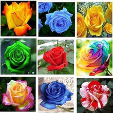 Multi-Color Rose Garden Balcony Seeds for reliable seasonal color