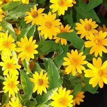 Melampodium Paludosum Seeds (Melampodium paludosum) for growers filling out the Flower Urban Garden