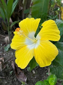 White Yellow Hibiscus Seeds (Hibiscus rosa-sinensis) for a bright addition to the tropical landscaping and potted garden use