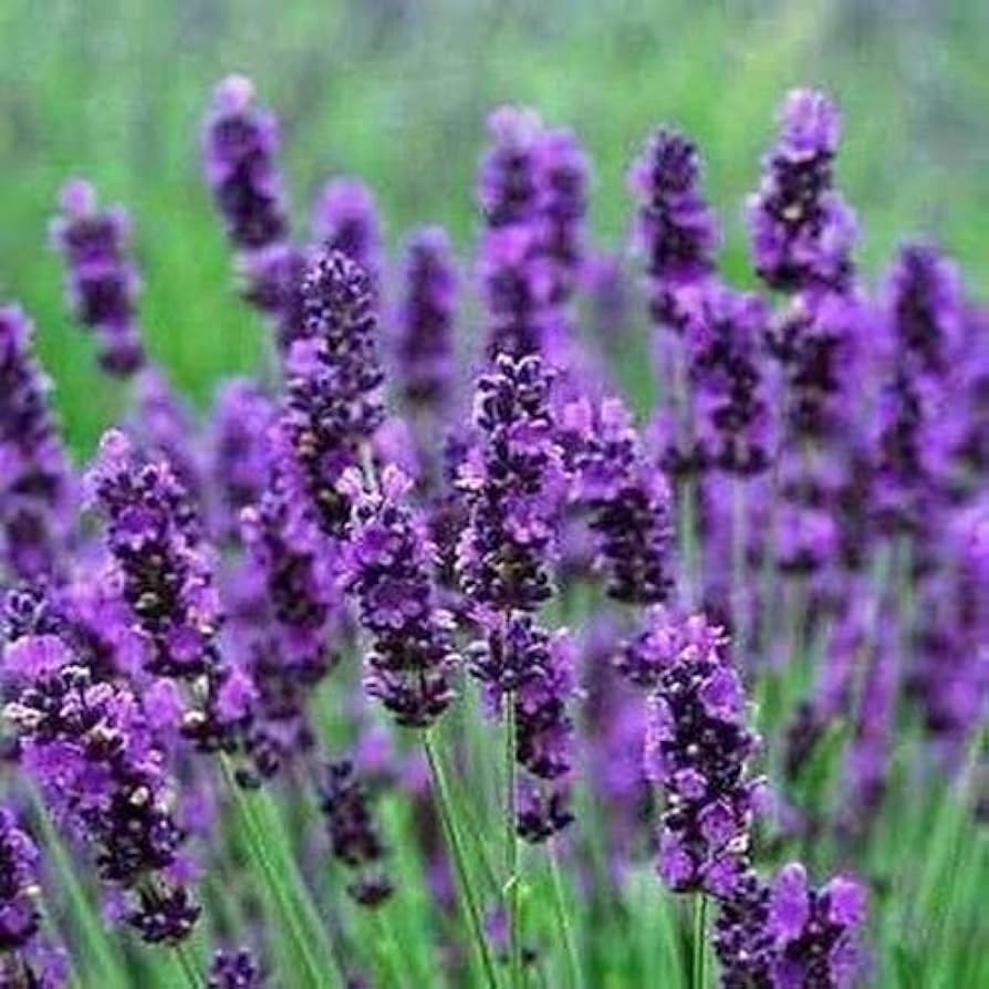 Hidcote Blue Lavender seeds for garden and bonsai planting