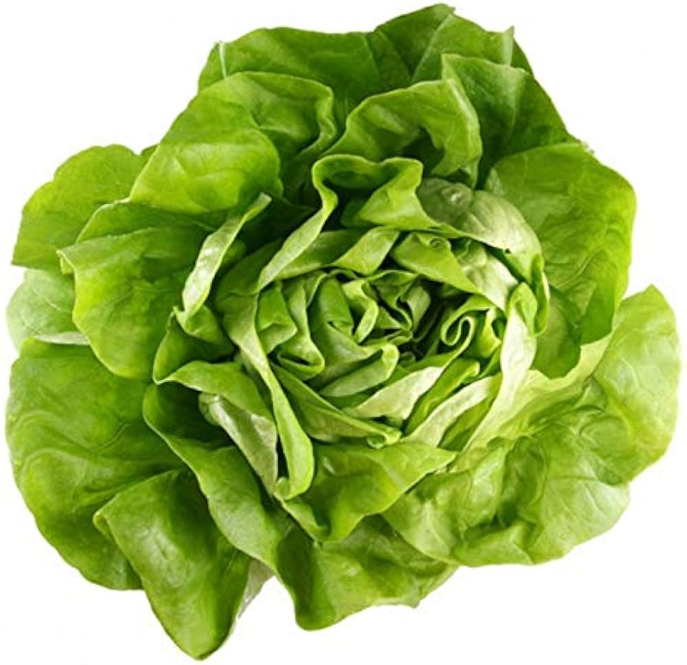 Bibb Lettuce (Lactuca sativa) for planting in organic salad garden