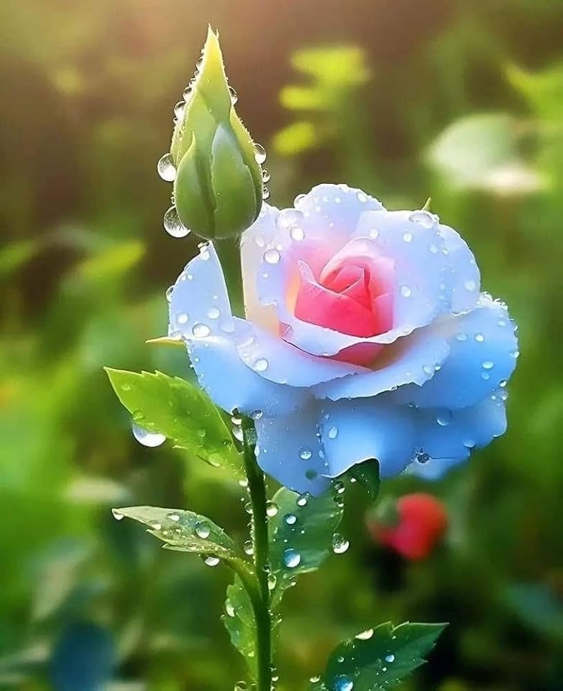 Rose Rosa Hybrida Rare Flower Seeds for Planting – Unique Colors for Decorative Garden Displays