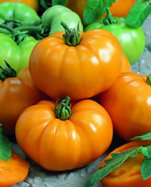 Tomato Seeds (Solanum lycopersicum) for productive rows in the Taxi Variety in Kitchen Garden