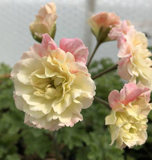 Light Yellow Mixed Color Geranium Seeds known for bonsai, Rainbow Flowers