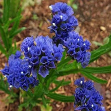 Statice Seeds (Limonium sinuatum) for colorful blooms in the dried flowers rock garden