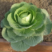 Cabbage Seeds (Brassica oleracea) for productive rows in the vegetable patches and raised garden beds