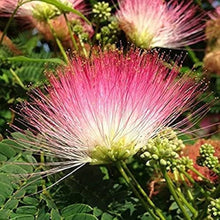 Albizia Silk Tree Seeds (Albizia julibrissin) for growers establishing the Urban Garden & Flower Bed