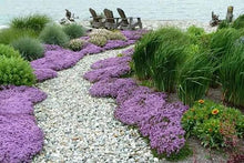 Creeping Thyme Seeds (Thymus serpyllum) for a flavorful crop in the Herb Garden