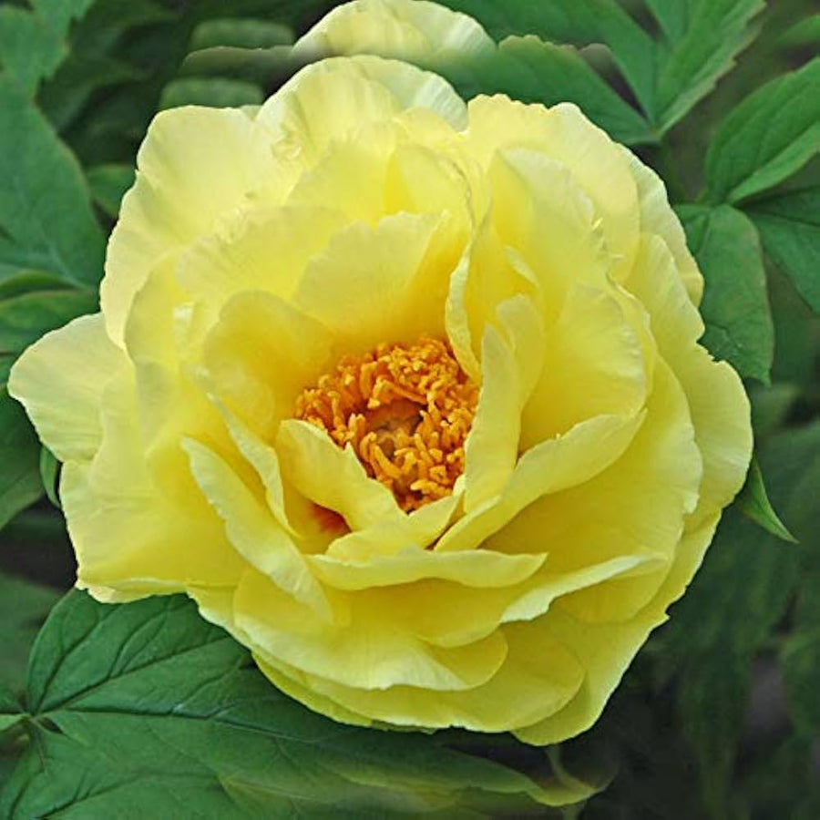 Light Yellow Peony (Paeonia spp.) for Chinese bonsai flower gardening