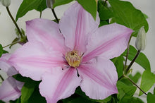Clematis Seeds for seasonal color across the Clematis bed trellis garden
