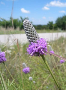 Purple Clover Seeds for growers filling out the Trifolium meadow pollinator garden