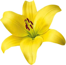 Lily Seeds for gardeners building out beds and borders