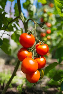 Tomato Seeds for productive rows in the Solanum patch backyard garden