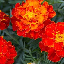 Dainty Marietta Marigold Seeds (Tagetes patula) for colorful blooms in the Vegetable Flower Border