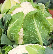 Snowball Cauliflower Seeds (Brassica oleracea) for seasonal color across the Vegetable Gardens