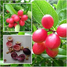 Cranberry Seeds (Vaccinium macrocarpon) for a bright addition to the edible gardens and home orchards