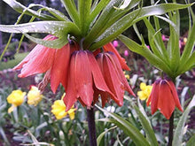 Crown Imperial Fritillaria Seeds (Fritillaria imperialis) for seasonal color across the flower beds and spring gardens