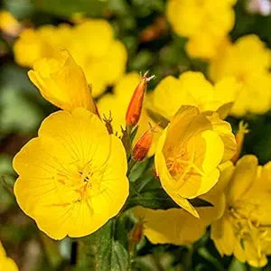Primrose Primula vulgaris flower seeds for planting in indoor pots or shaded backyard garden areas - for planting in home garden