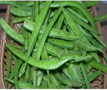 Cluster Bean Seeds (Cyamopsis tetragonoloba) for productive rows in the vegetable patches and home gardens