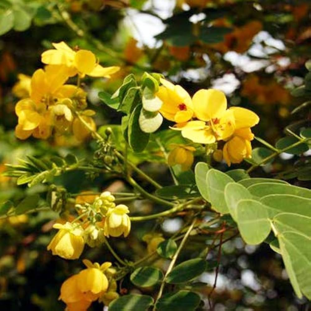 Yellow rainbow foxglove flowers grown from seeds with tall spires and bright yellow bell-shaped blooms
