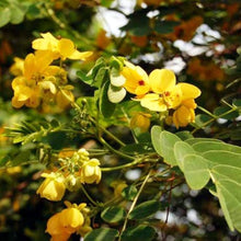 Yellow rainbow foxglove flowers grown from seeds with tall spires and bright yellow bell-shaped blooms