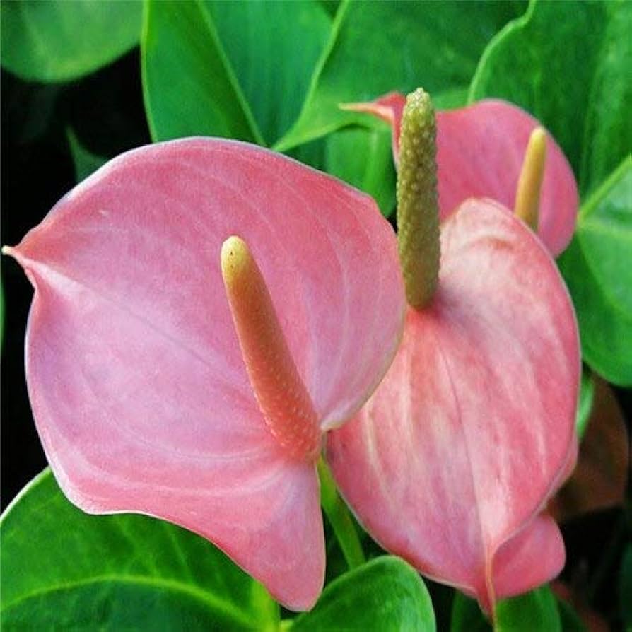Pink Anthurium seeds for hydroponic garden