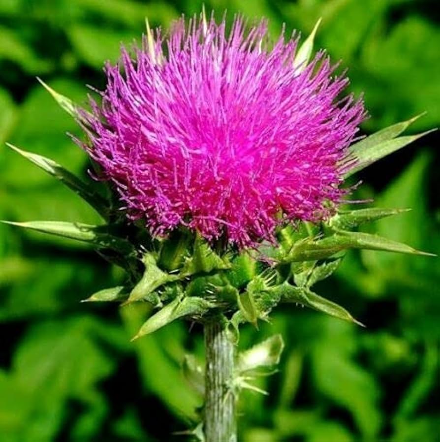 Sow Thistle Herb Plant Seeds
