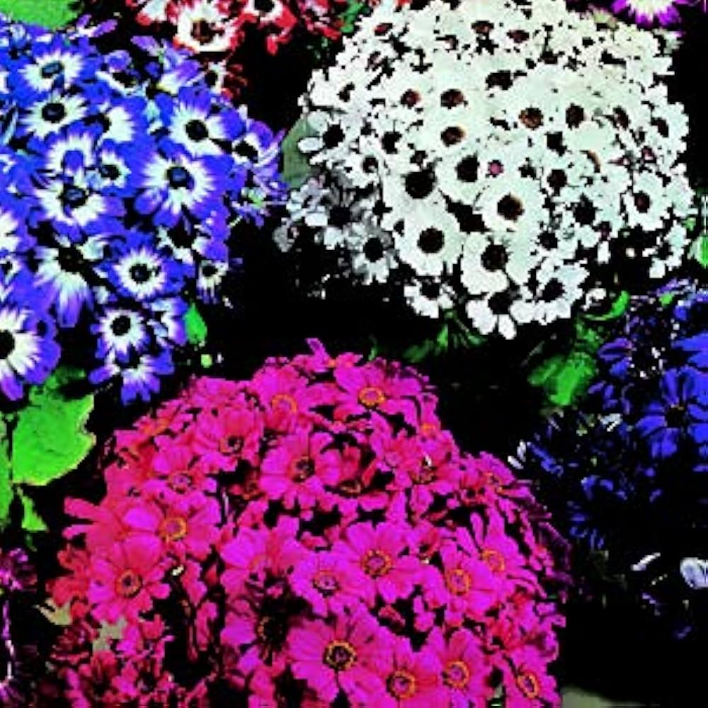 Mixed Color Cineraria Plant - for planting in home garden