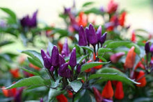 Explosive Ember Pepper Seeds (Capsicum annuum) known for fiery, hot peppers with a burst of flavor in