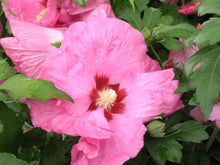Rose of Sharon Hibiscus Syriacus Seeds for reliable seasonal color