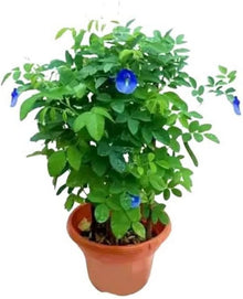 Semi Of Boxes Box Pigeon Pea Flange  From  Ornamental Garden Plant for Home Gardening