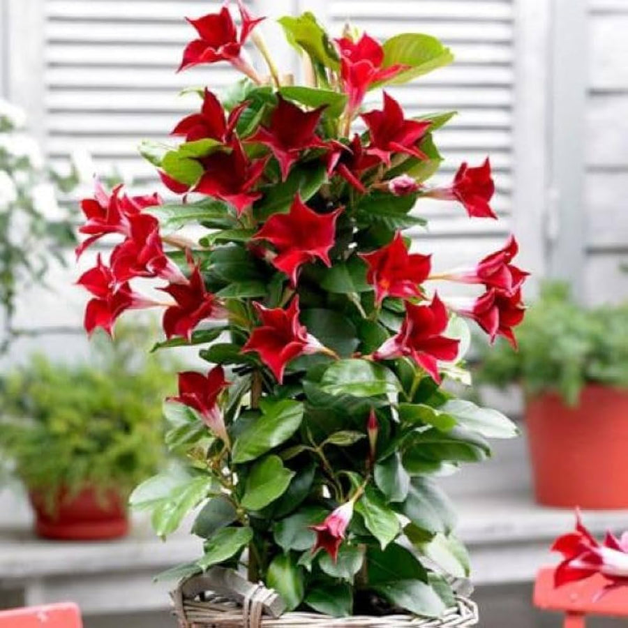 Mandevilla Mandevilla Sanderi climbing flower seeds for planting in vertical garden trellises and home fences - for planting in home garden