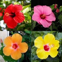 Hibiscus Hibiscus Rosa-Sinensis flower seeds for planting in home garden beds and decorative outdoor containers - for planting in home garden