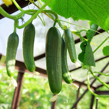 Long Greek Cucumber Seeds (Cucumis sativus) for a fresh homegrown crop from the Garden