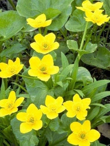 Marsh Marigold Seeds (Caltha palustris) for a bright addition to the pond edges and wetland gardens