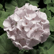 Plant Seeds (Pinto blush) for seasonal color across the home gardens