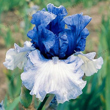 Orchid Iris Seeds (Iris germanica) for growers establishing the Bonsai Flower Bed