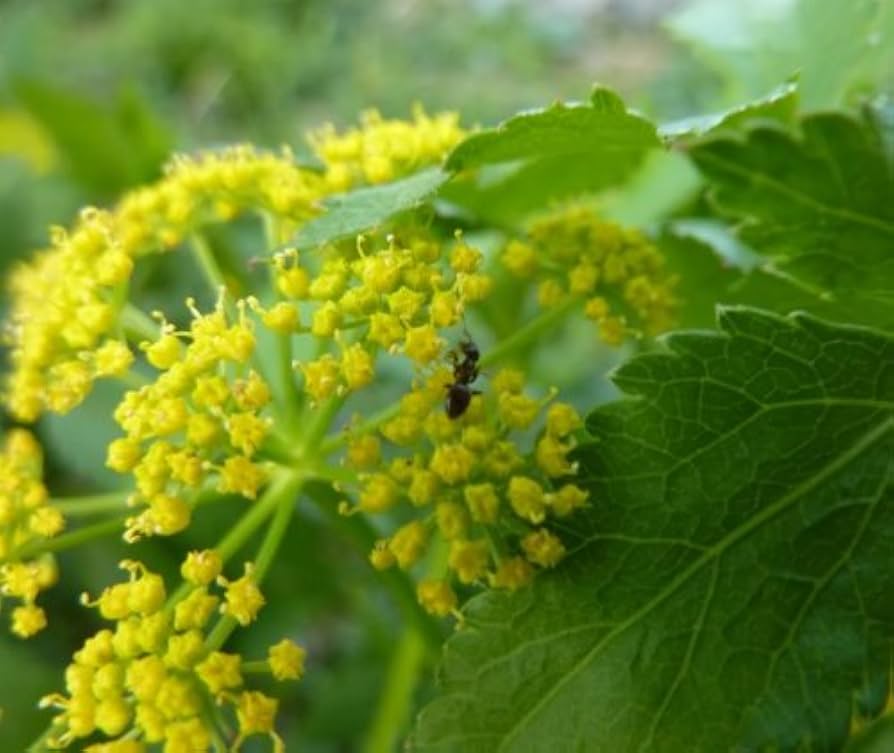 Golden Alexander Zizia Aurea Heart-Leaf Flower Seeds for Planting – Native Wildflower Ideal for Pollinator and Meadow Gardens