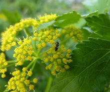Golden Alexander Zizia aurea Seeds