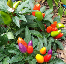 Cherry Pepper Seeds (Capsicum annuum) for a reliable harvest in the Kitchen Garden