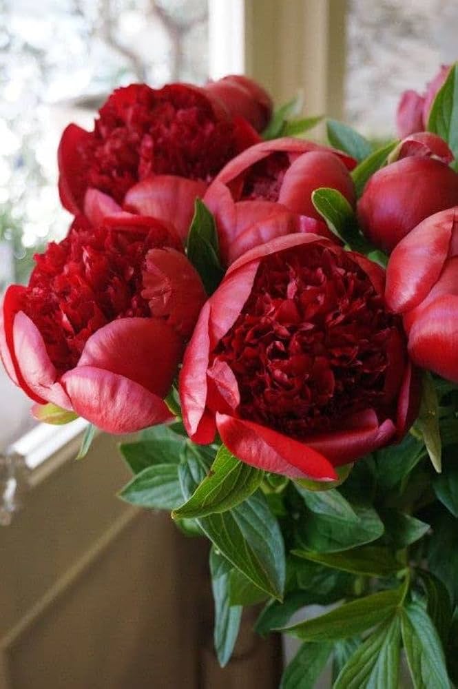 Kinkaku peony flower seeds for garden decoration with dark gold and light red flowers