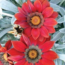 Gazania flower Seeds (Gazania rigens) for seasonal color across the garden beds or sunny balcony planters