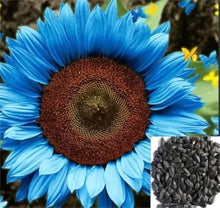 Red Sun Fortune Blue Sunflower Seeds for growers seeking a long-blooming display